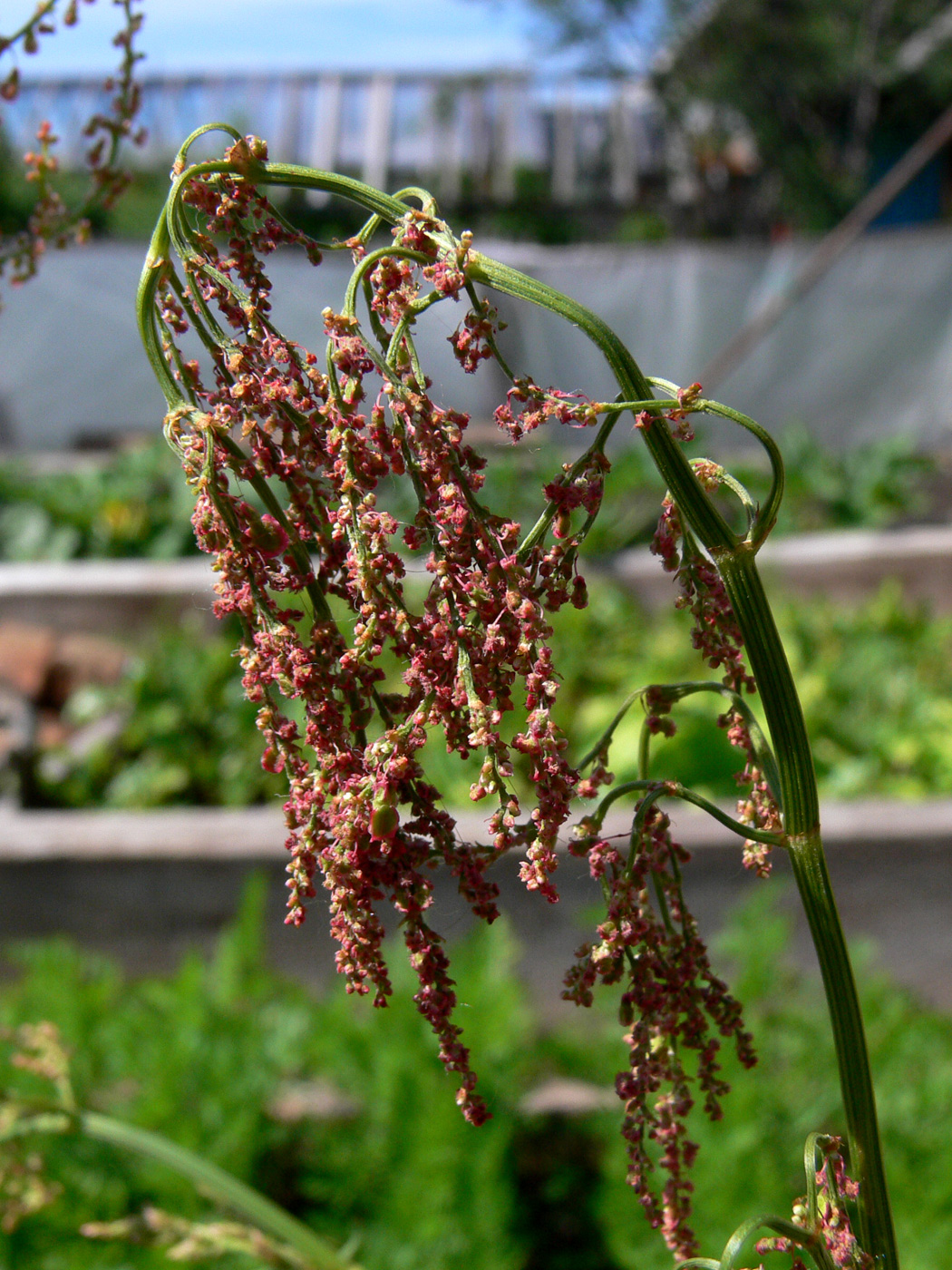 Image of Rumex acetosa specimen.