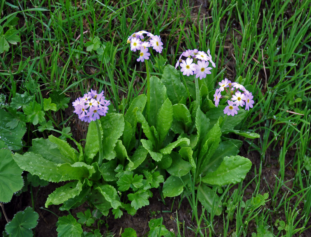 Изображение особи Primula algida.