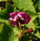 Rubus odoratus