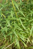 Solidago canadensis