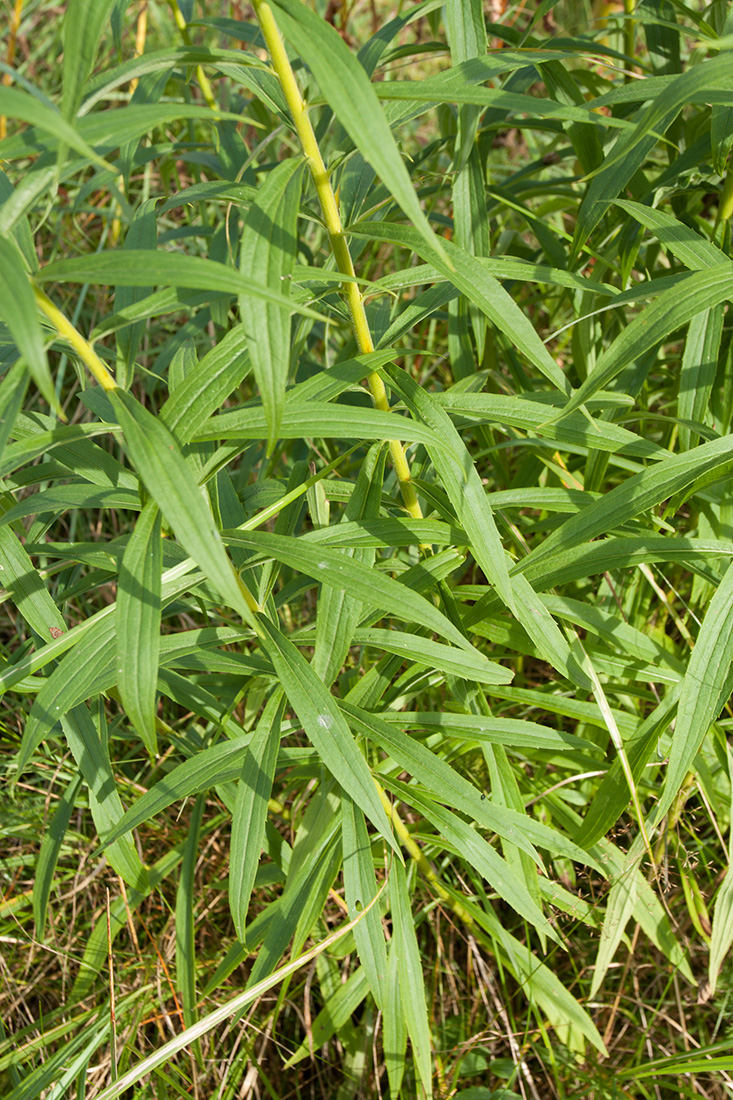 Image of Solidago canadensis specimen.