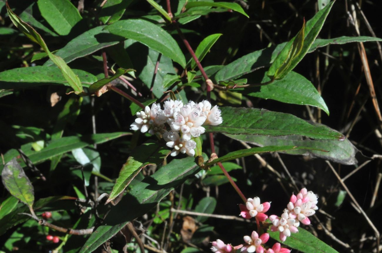 Изображение особи семейство Polygonaceae.