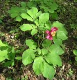 Paeonia caucasica. Цветущее растение. Республика Адыгея, бассейн р. Белая, бассейн р. Руфабго, левый борт долины руч. Бачурина. 02.05.2008.