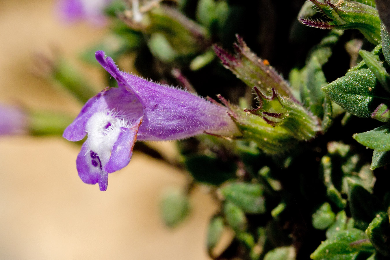 Изображение особи Ziziphora granatensis.