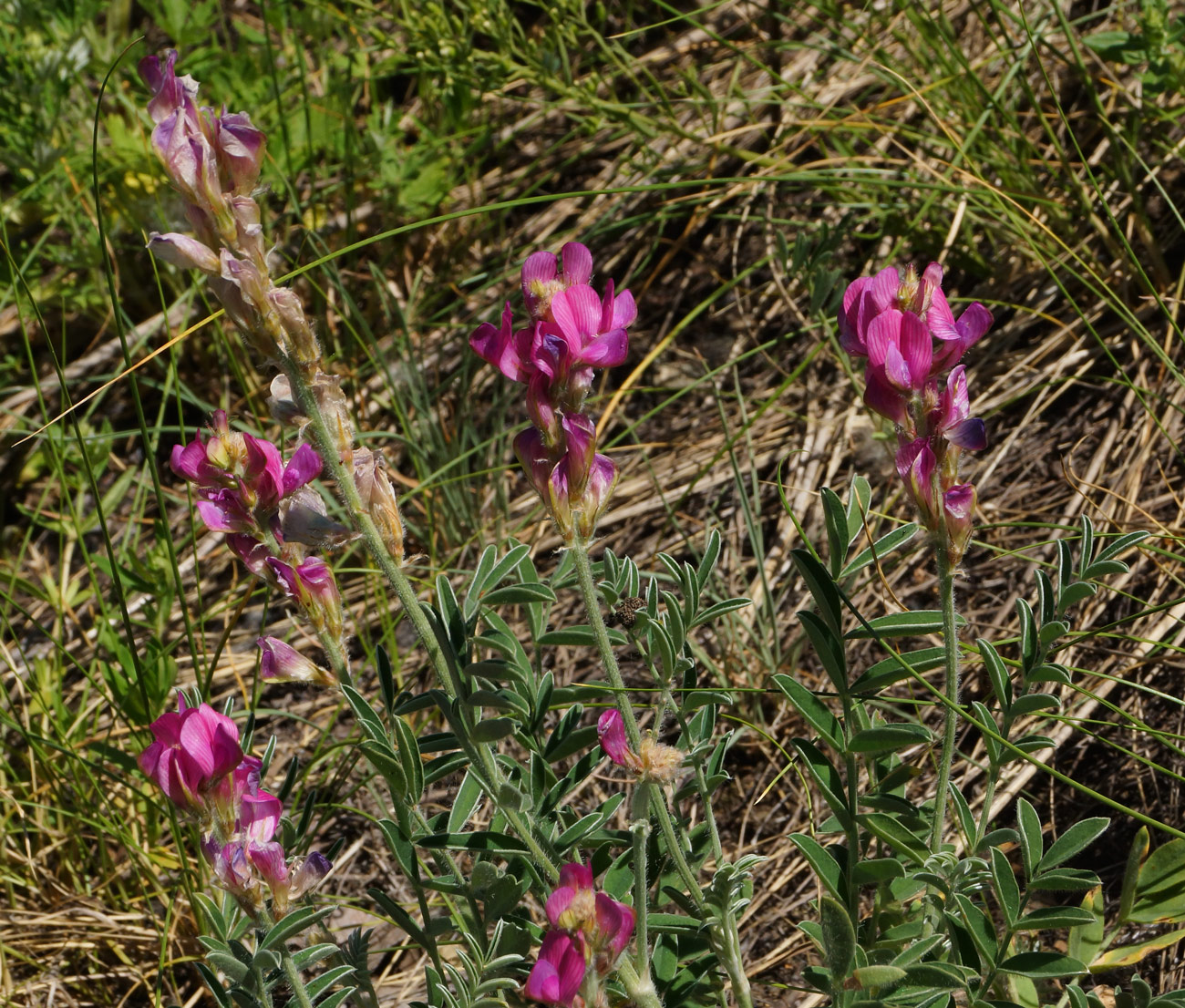 Image of Hedysarum gmelinii specimen.