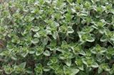 genus Thymus