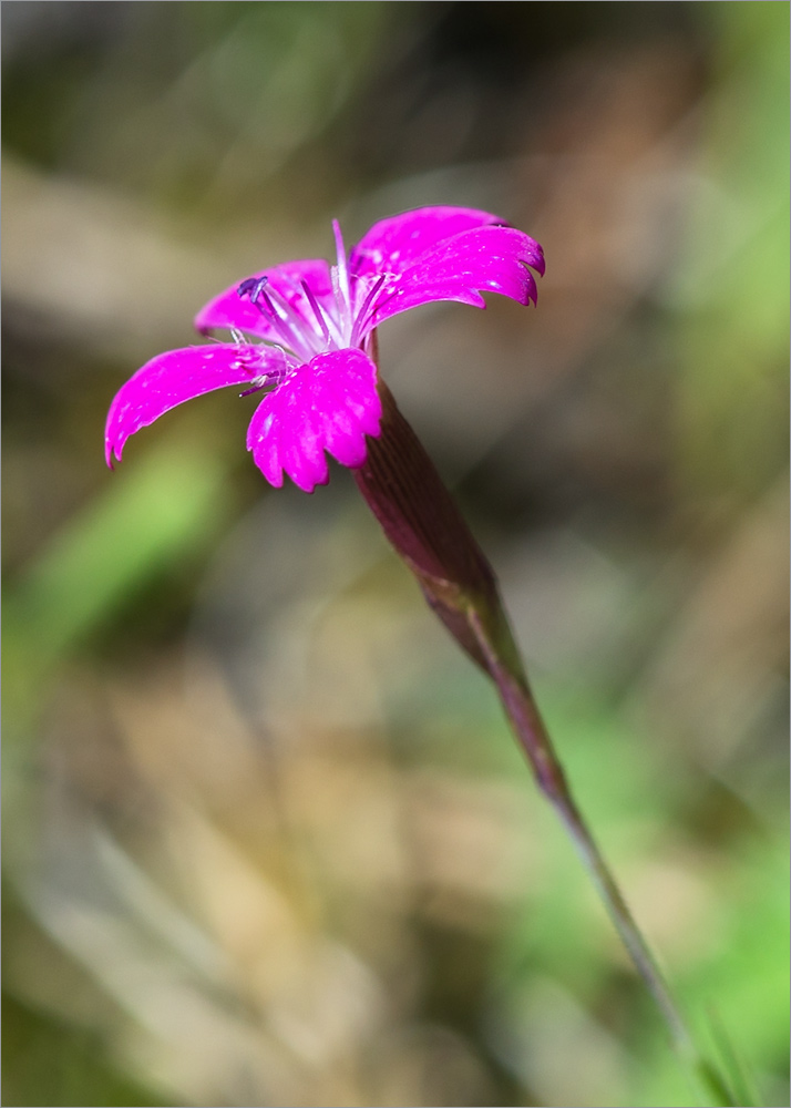 Изображение особи Dianthus deltoides.