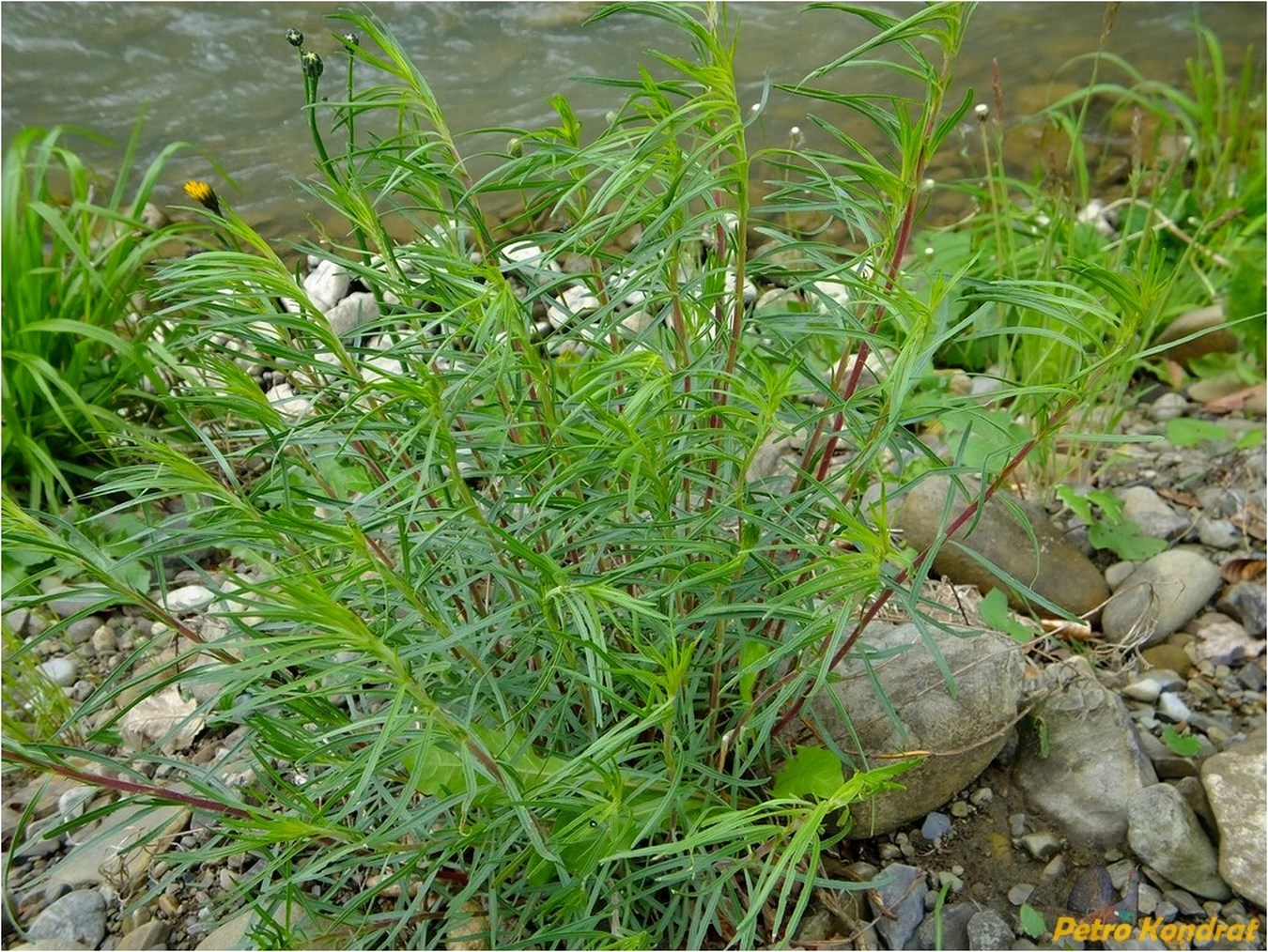 Image of Chamaenerion dodonaei specimen.