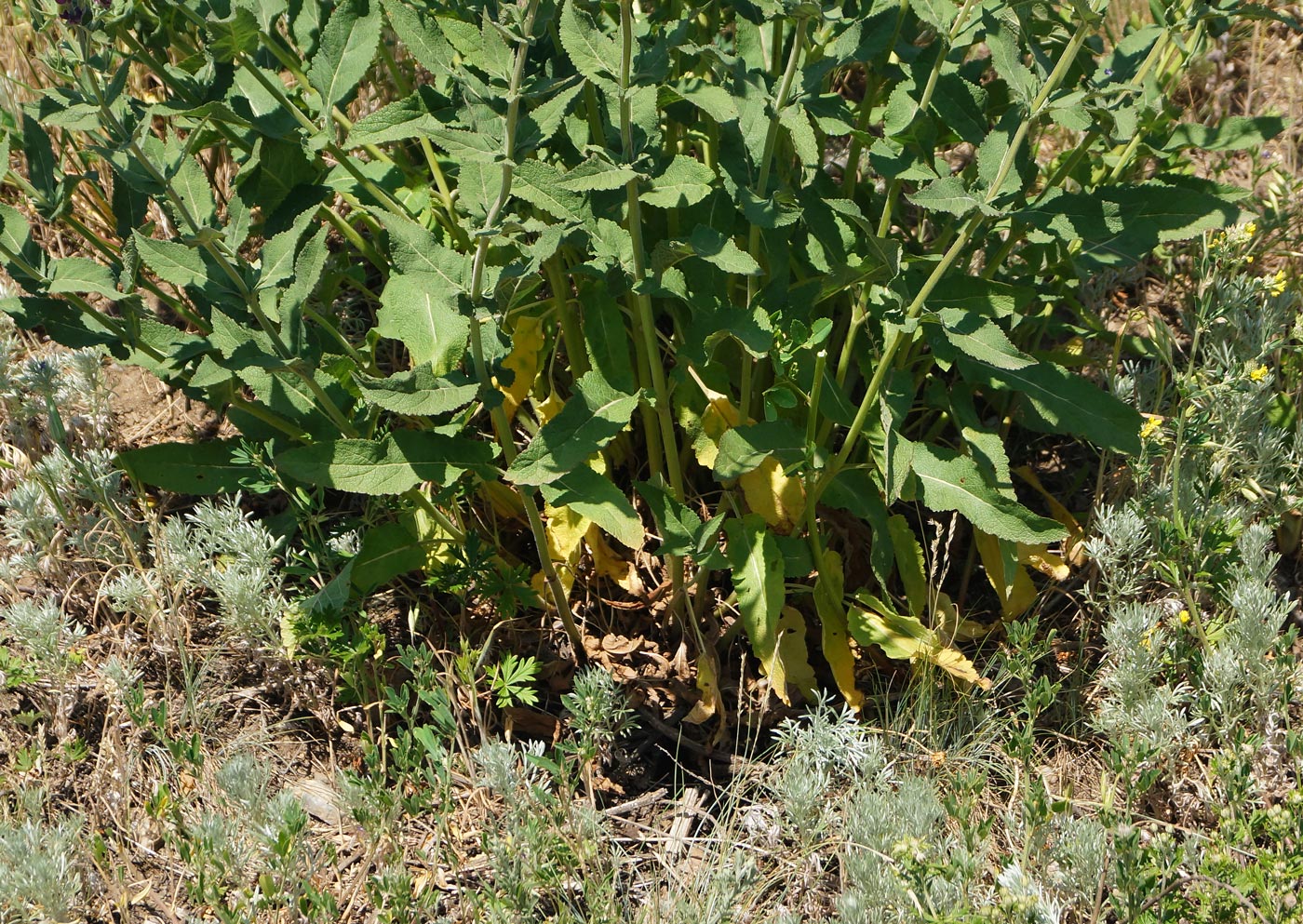 Image of Salvia deserta specimen.