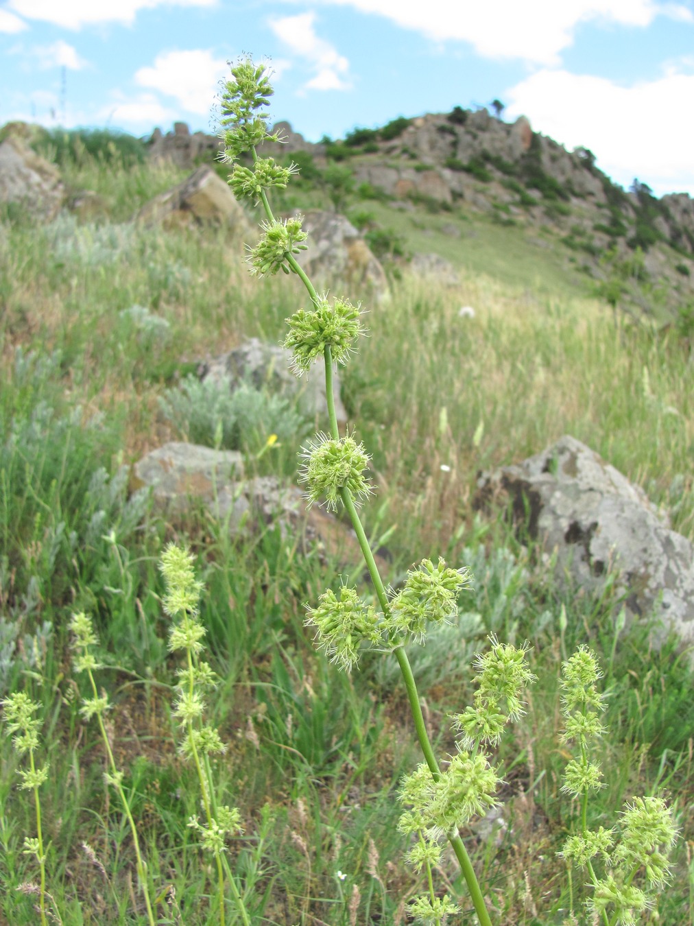 Изображение особи Silene densiflora.