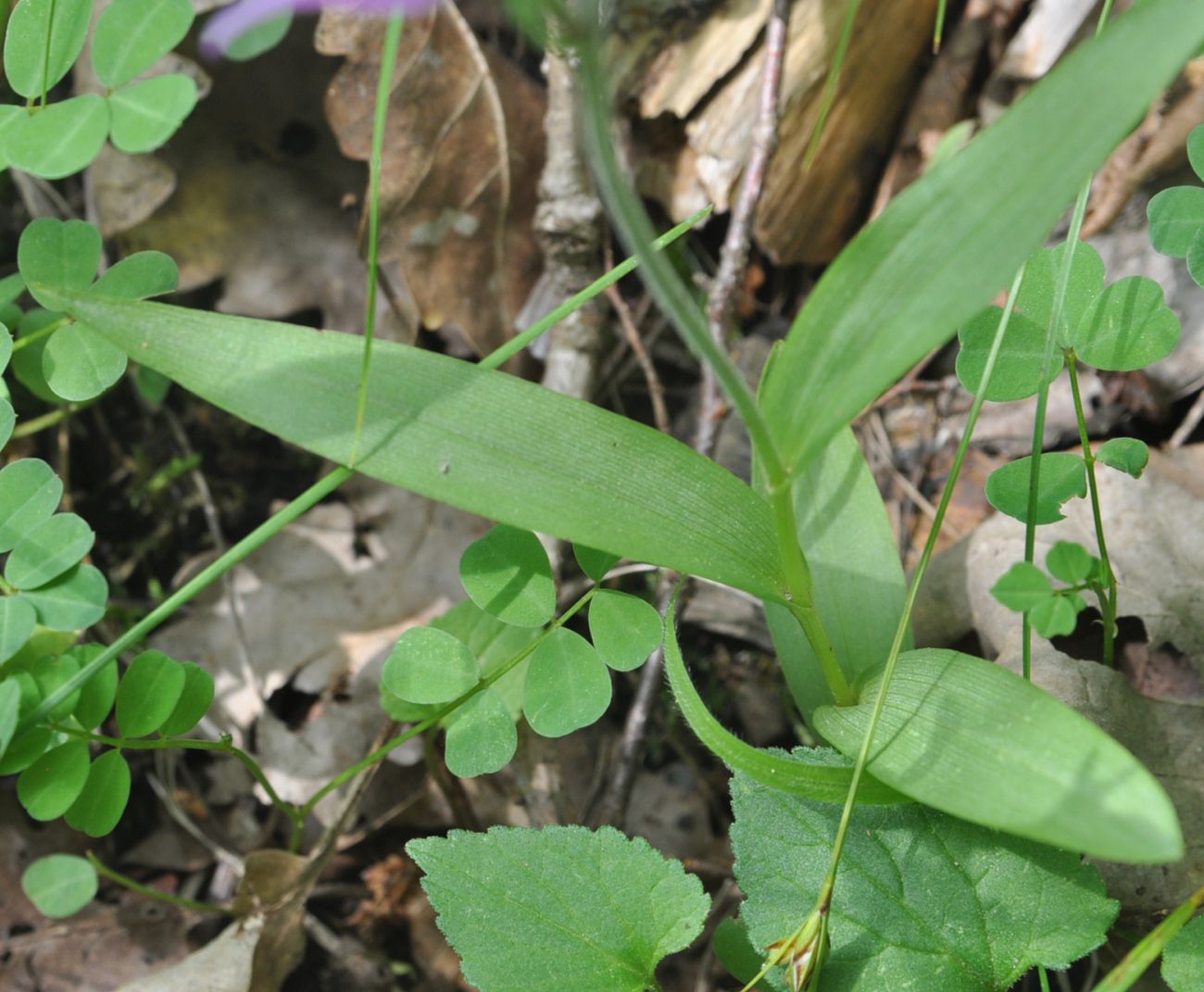 Изображение особи Cephalanthera rubra.