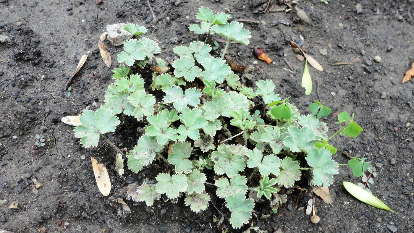 Image of genus Alchemilla specimen.