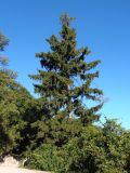 Picea abies