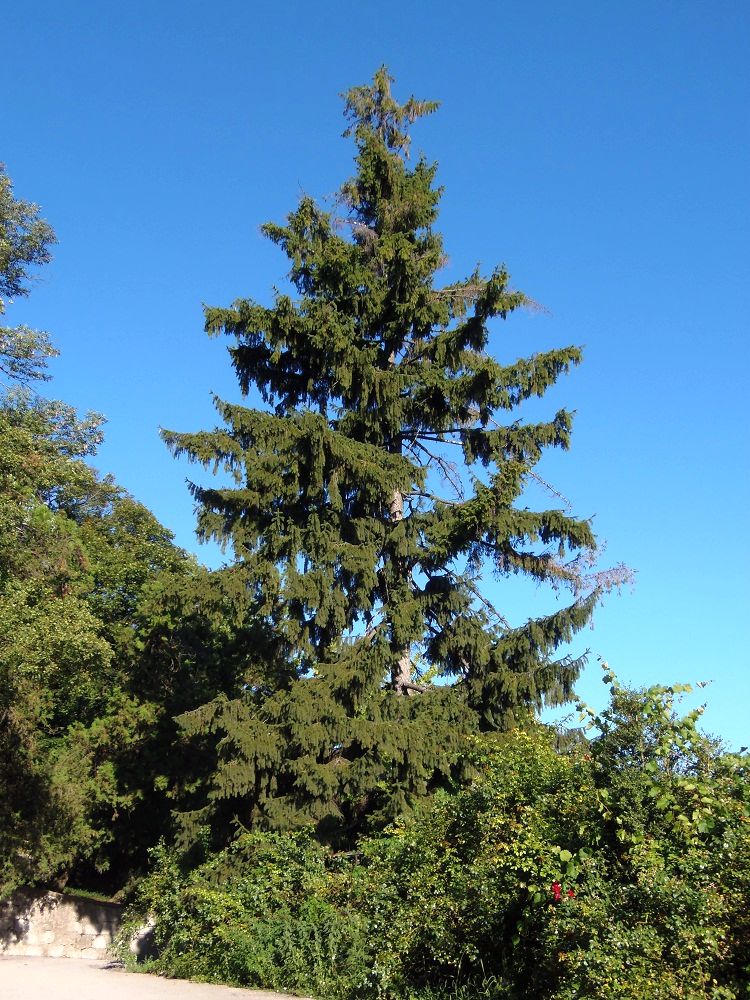 Image of Picea abies specimen.