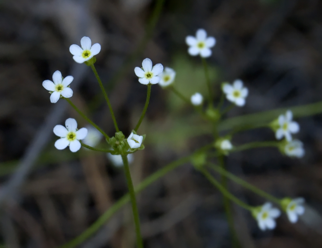 Image of Androsace septentrionalis specimen.