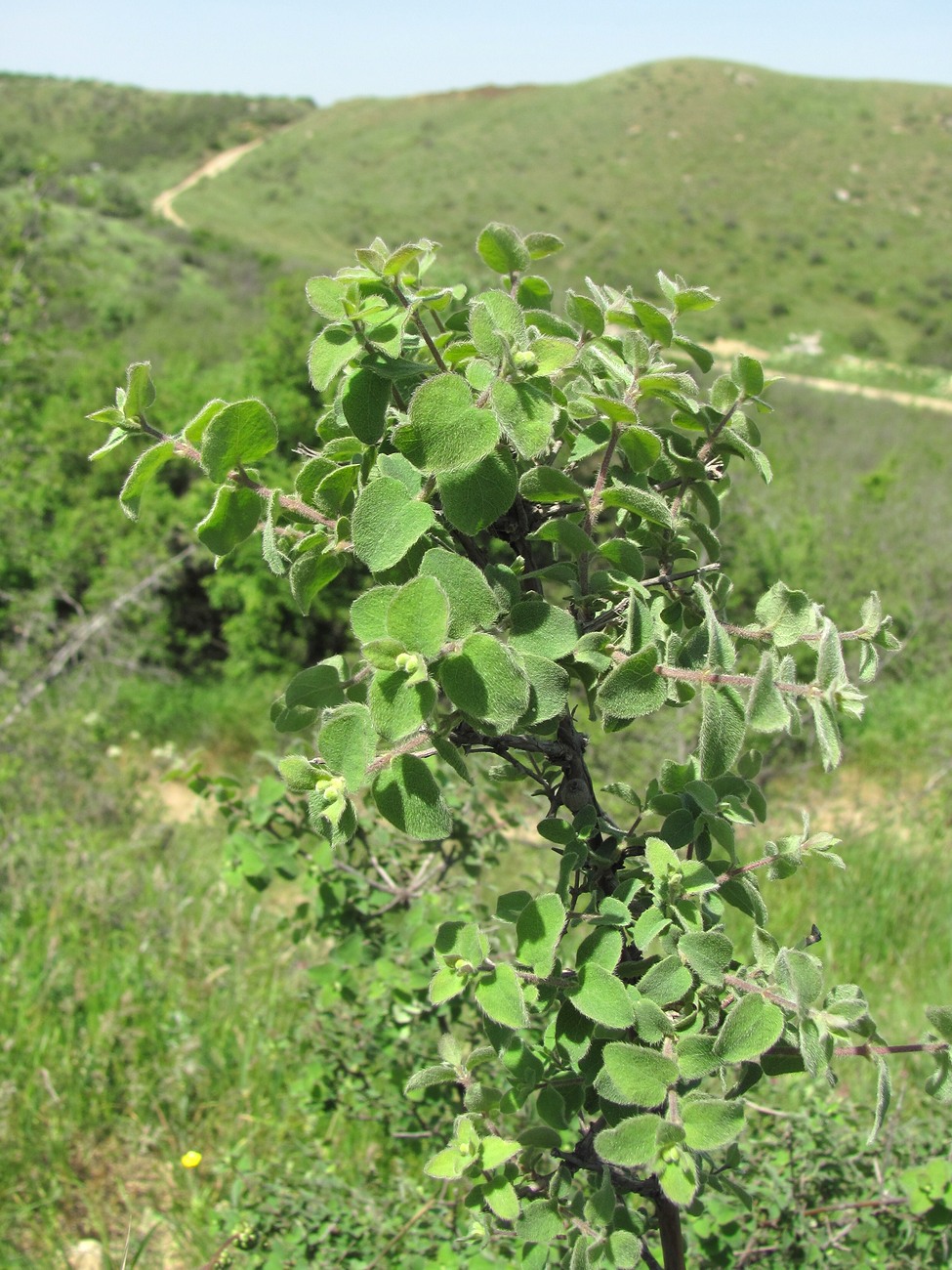 Image of Lonicera iberica specimen.