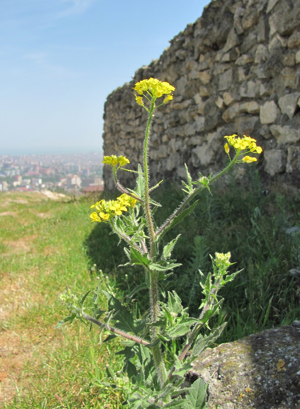 Image of Sisymbrium loeselii specimen.