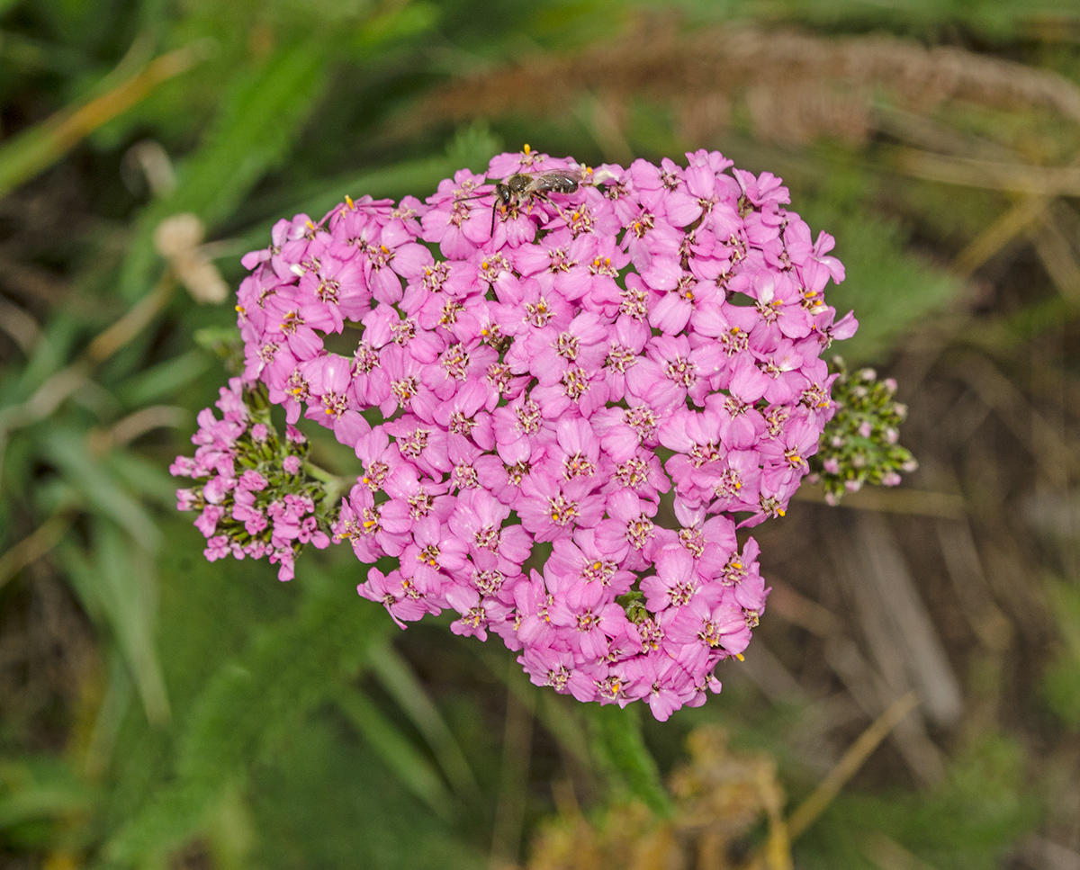 Изображение особи род Achillea.