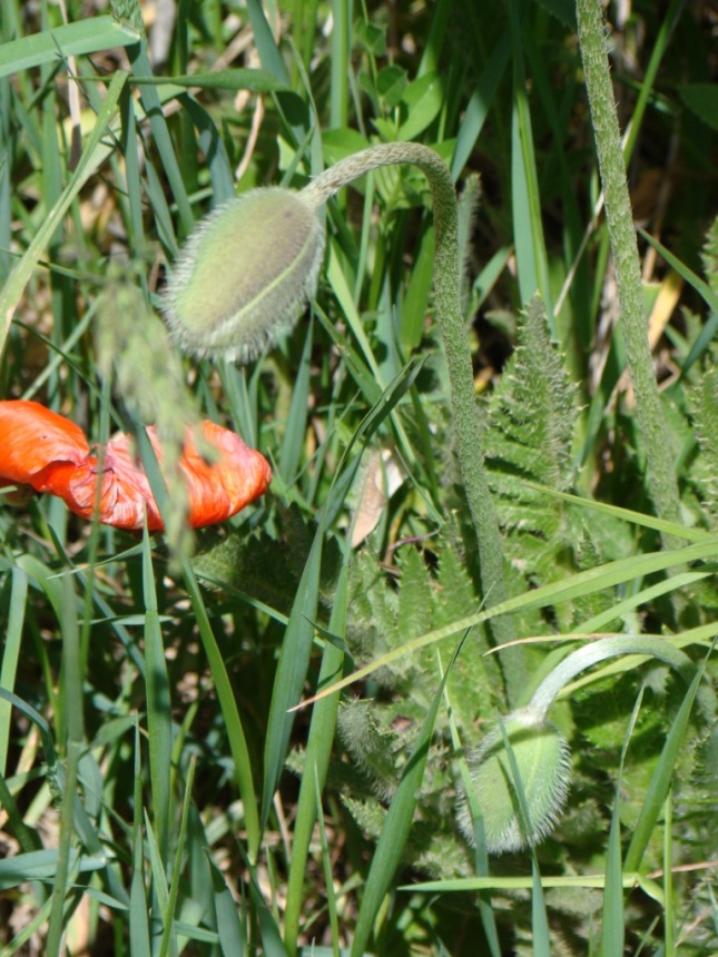 Image of Papaver orientale specimen.