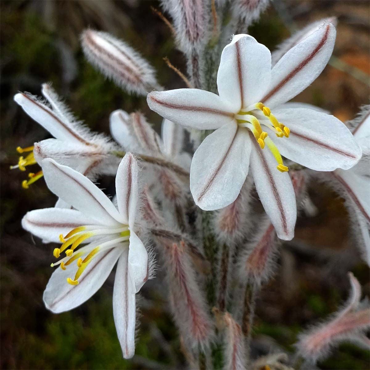 Изображение особи Trachyandra hirsutiflora.