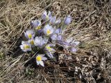 Pulsatilla multifida. Цветущее растение. Иркутская обл., Боханский р-н, окр. с. Бохан, степь. 09.05.2018.