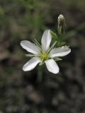 Minuartia aucta