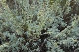 Artemisia frigida