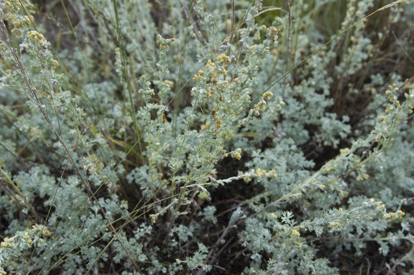 Изображение особи Artemisia frigida.