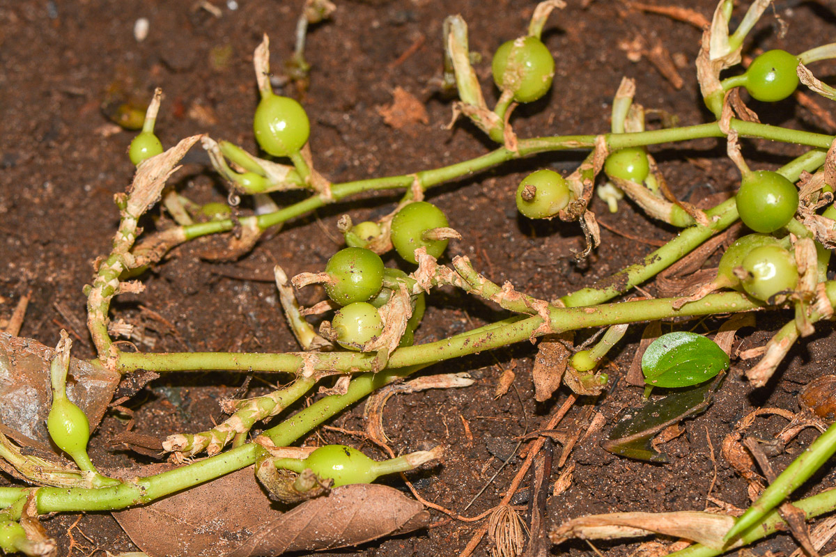 Изображение особи Elettaria cardamomum.