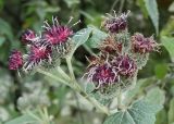 Arctium tomentosum