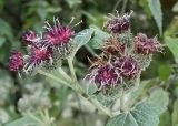 Arctium tomentosum. Верхушка цветущего растения. Северный Кавказ, Приэльбрусье, ущелье Чегем, обочина дороги. 16.09.2018.