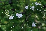 genus Crataegus. Ветвь с цветками и бутонами. Краснодарский край, Туапсинский р-н, Шаумянский перевал, широколиственный лес. 29.04.2013.