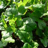 Beta vulgaris