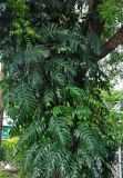 genus Rhaphidophora. Часть вегетирующего растения на стволе дерева. Малайзия, о-в Пенанг, окр. г. Джорджтаун, у дороги. 05.05.2017.