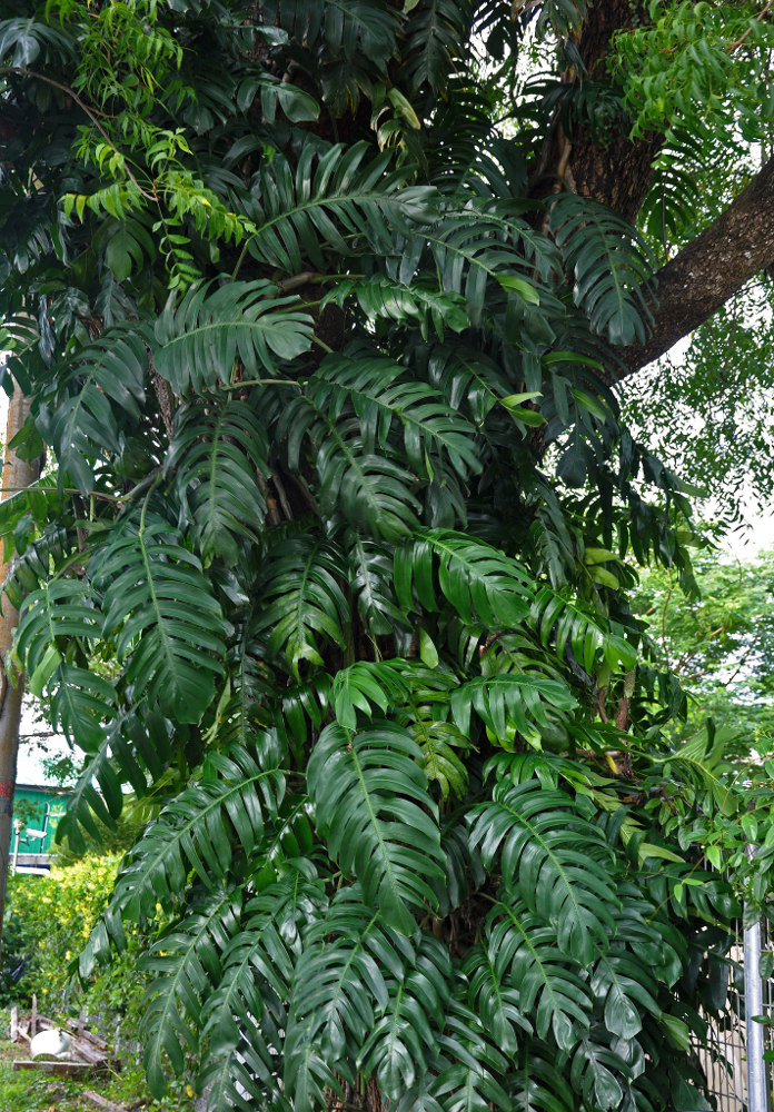 Image of genus Rhaphidophora specimen.