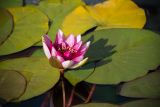 Nymphaea × marliacea. Цветок и листья. Кировская обл., г. Киров, Ботанический сад Вятского государственного университета, в культуре. 22.09.2018.