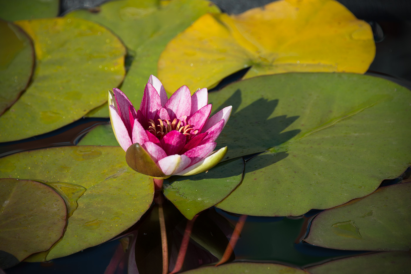 Изображение особи Nymphaea &times; marliacea.