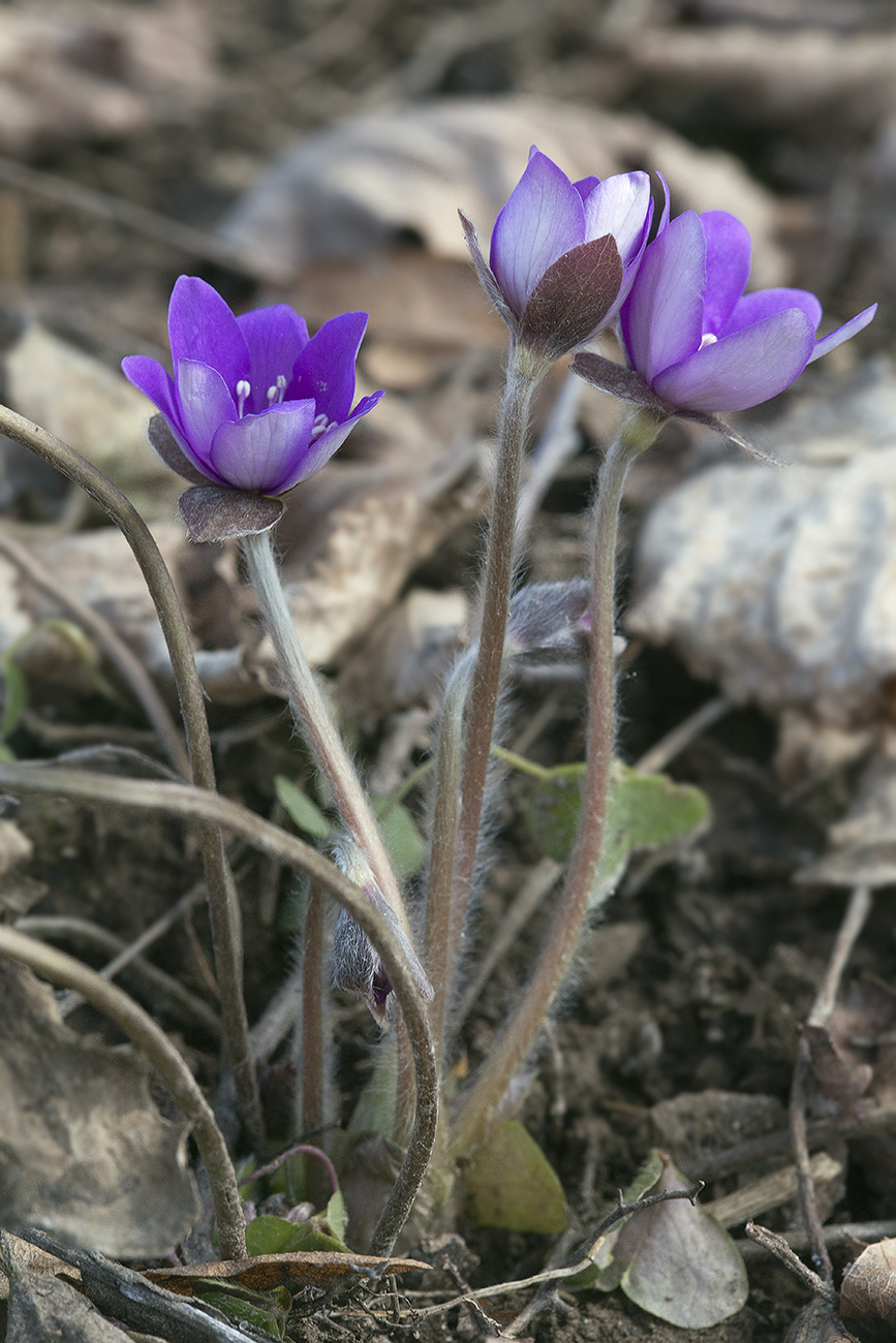 Image of Hepatica nobilis specimen.