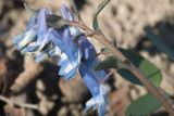 Corydalis ambigua. Соцветие. Костромская обл., Судиславский р-н, дер. Антипино, в культуре (происхождение - о-в Сахалин, Томаринский р-н). 26.04.2019.