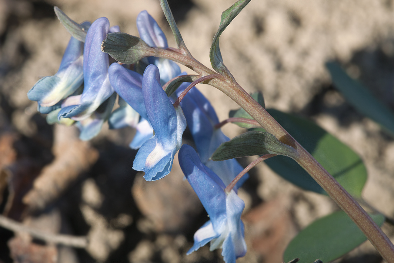 Image of Corydalis ambigua specimen.