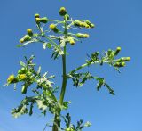 Senecio vulgaris