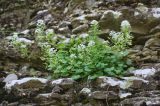 Graellsia saxifragifolia