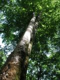 Fagus orientalis. Ствол и крона взрослого дерева в широколиственном лесу. Сочи, долина р. Агура. 29.05.2007.