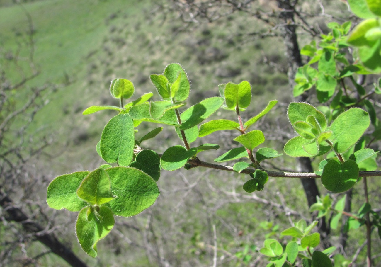 Image of Lonicera iberica specimen.