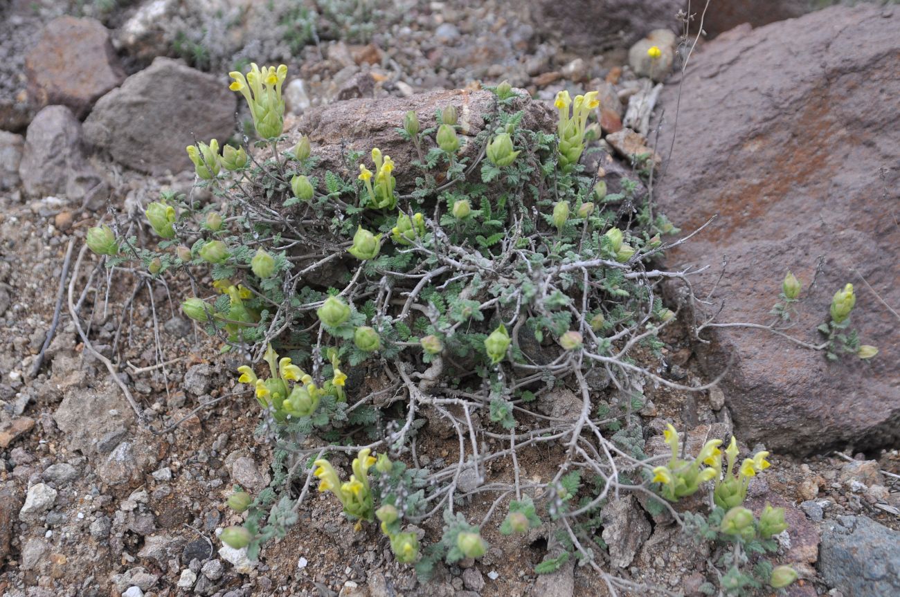 Изображение особи Scutellaria orientalis.