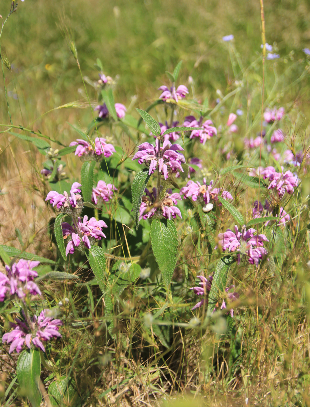 Изображение особи Phlomis taurica.