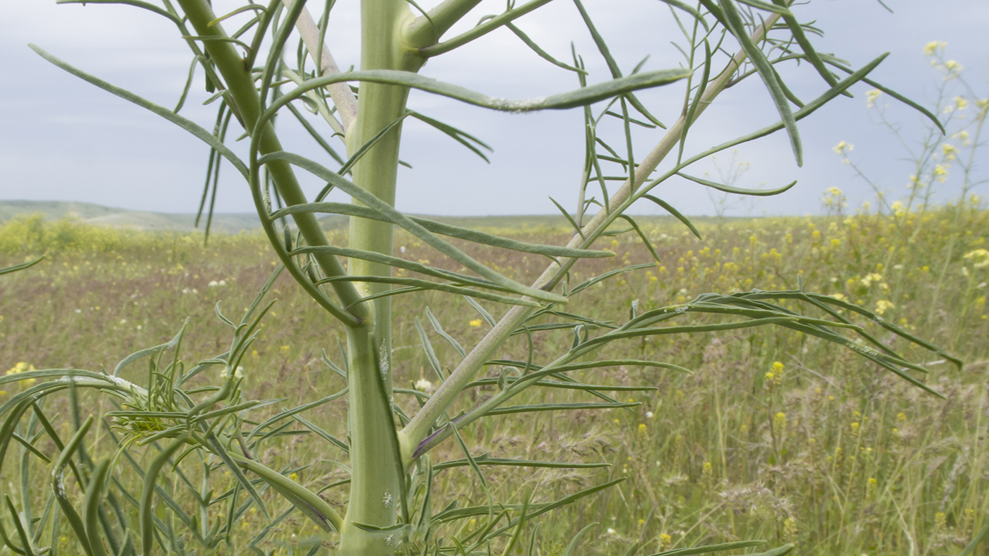 Image of Sisymbrium altissimum specimen.