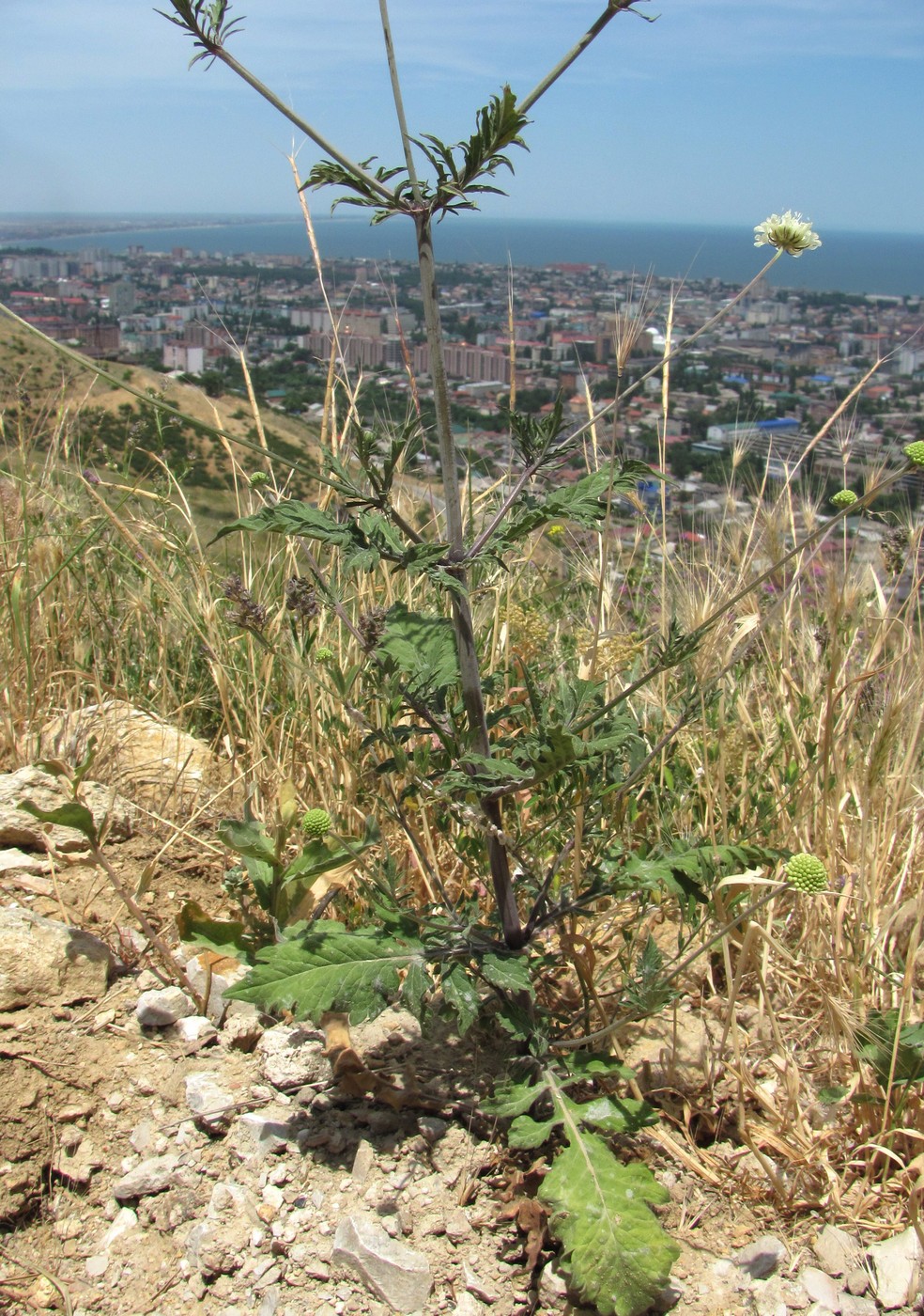 Image of Scabiosa ochroleuca specimen.