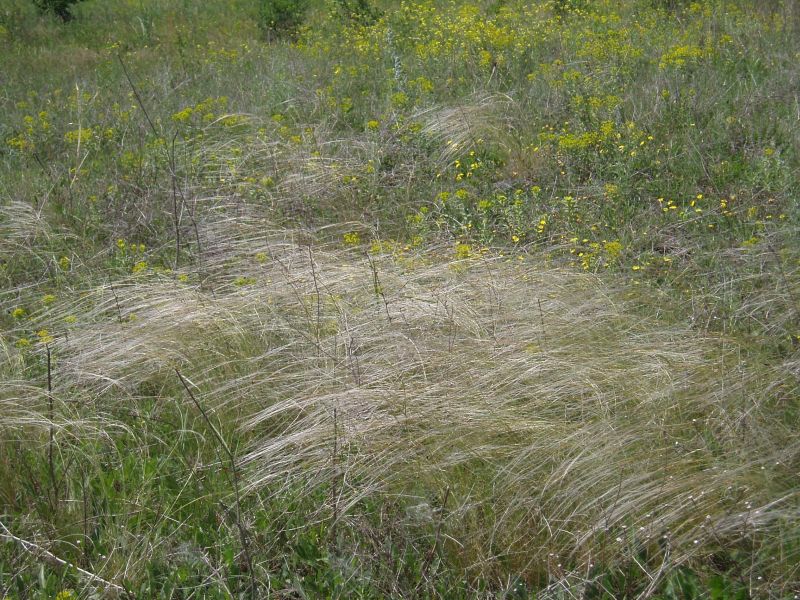 Image of Stipa lessingiana specimen.