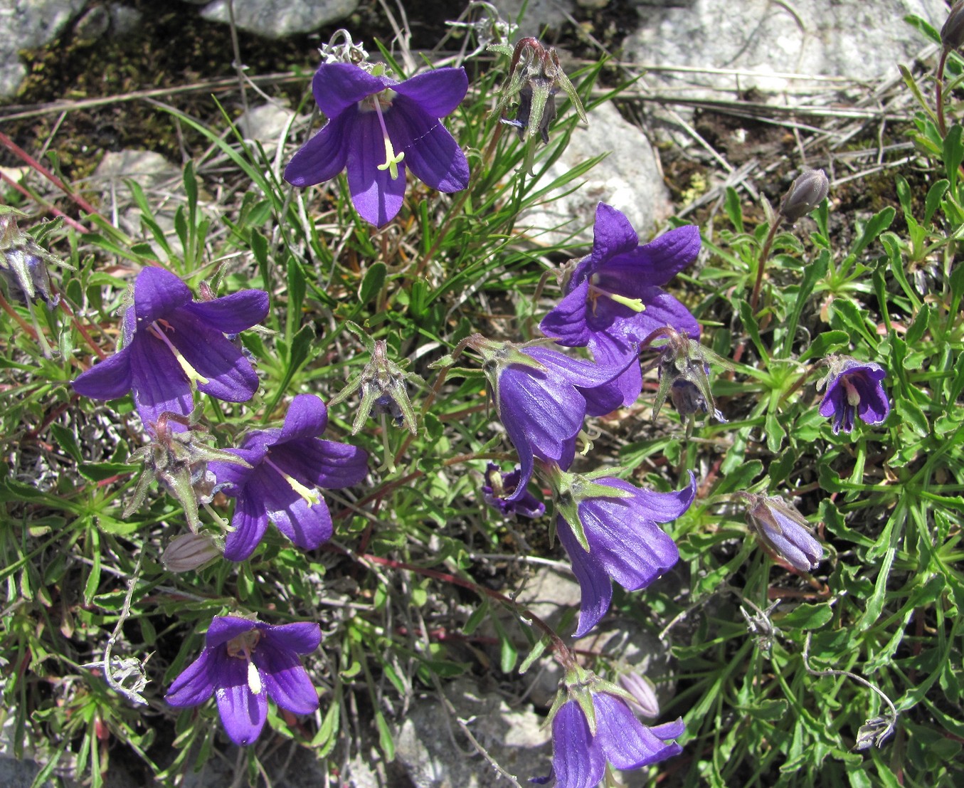 Изображение особи Campanula argunensis.